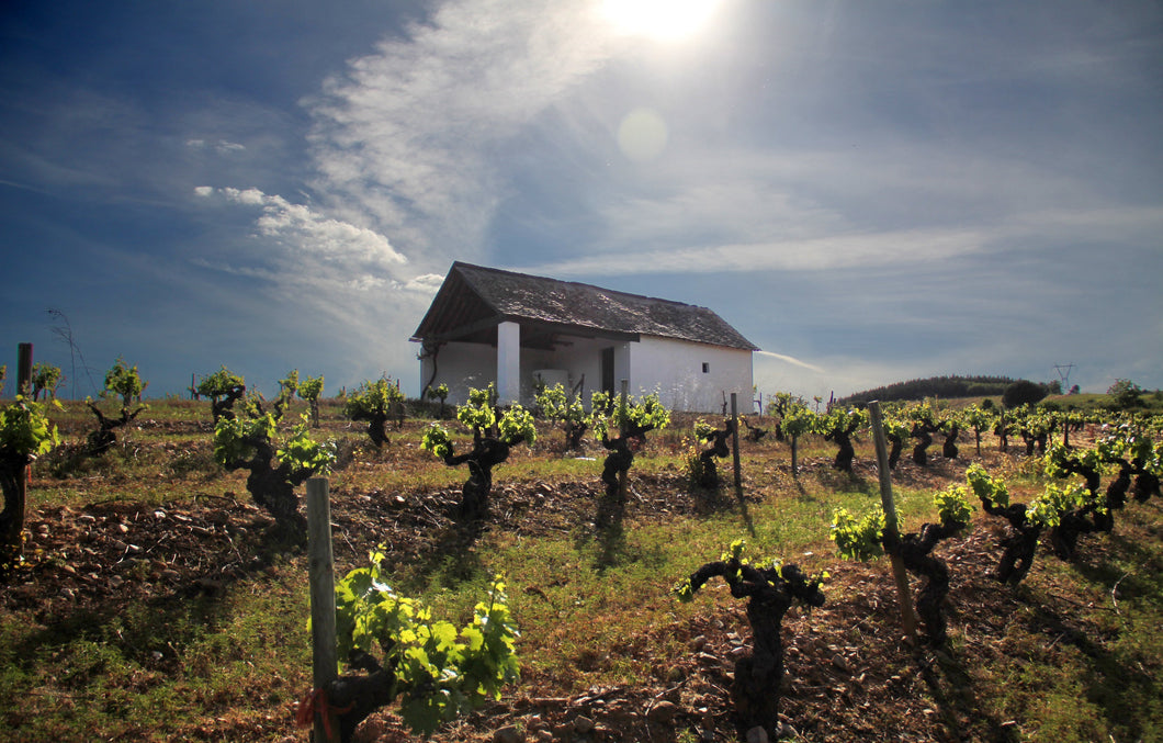 Huisje in wijngaard van Bodegas Merayo in Rueda