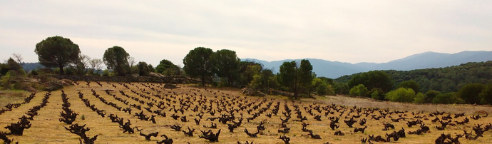 Gredos, een nieuwe parel van het Spaanse wijnlandschap