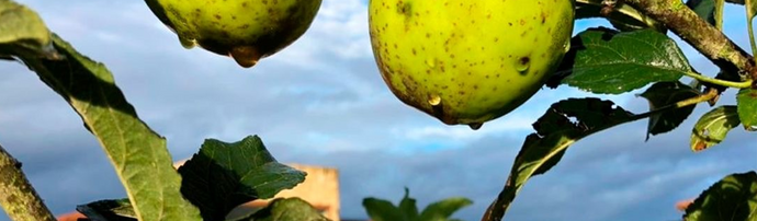 Valverán Sidra de Hielo - Ice Cider from Asturias