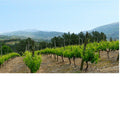 image of Bodegas Godeval