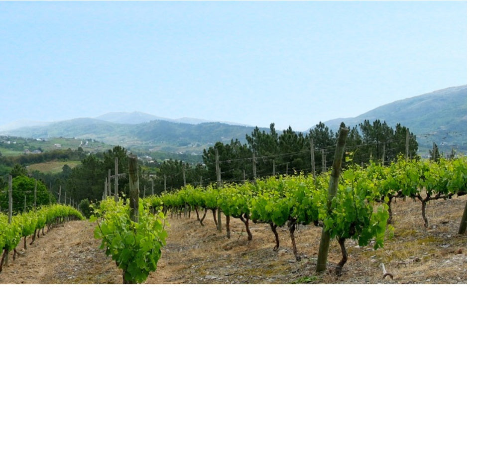 Bodegas Godeval