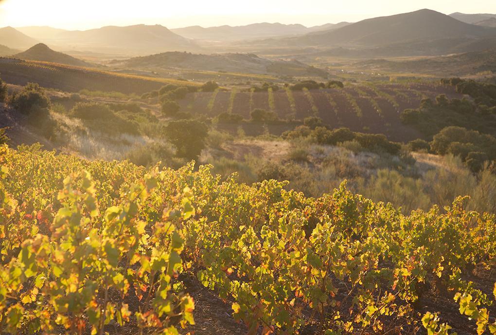 wijngaarden van Bodegas Borsao in Campo de Borja