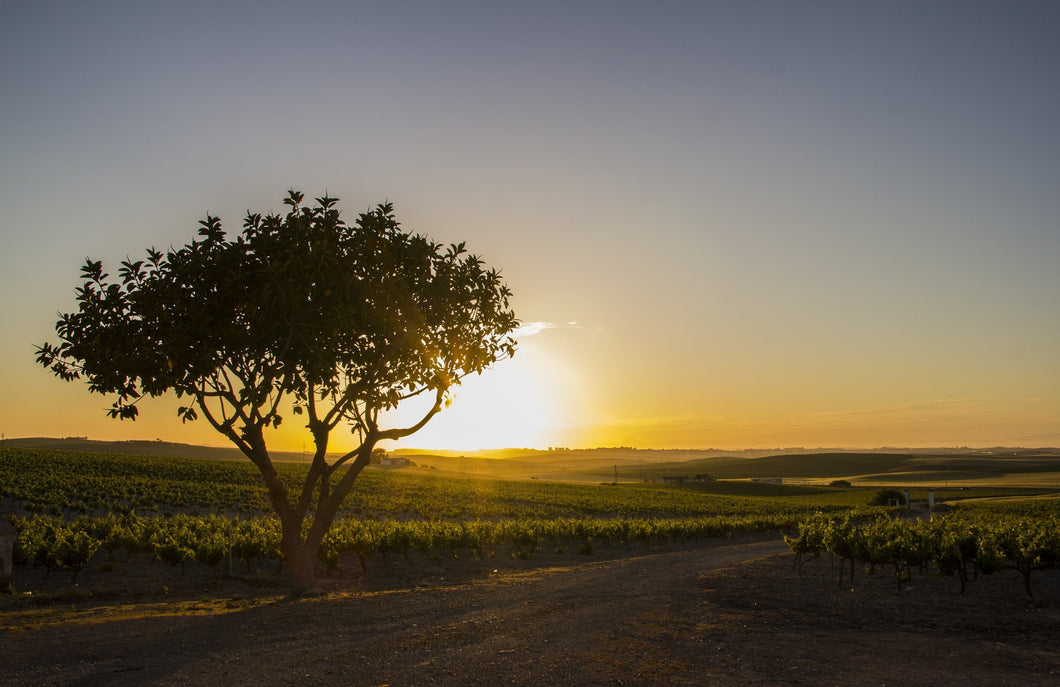 Boom met ondergaande zon van Bodegas de La Riva