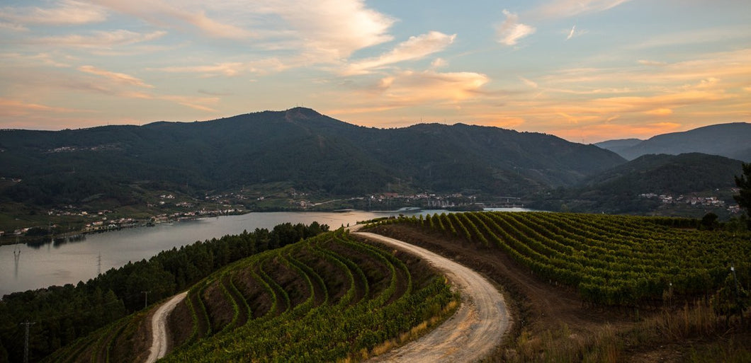 Wijngaard op helling aan rivier van Bodegas Viña Costeira in Ribeiro