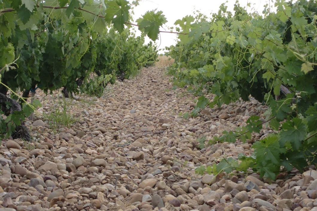 Wijngaard van Bodegas Antídoto in Ribera del Duero
