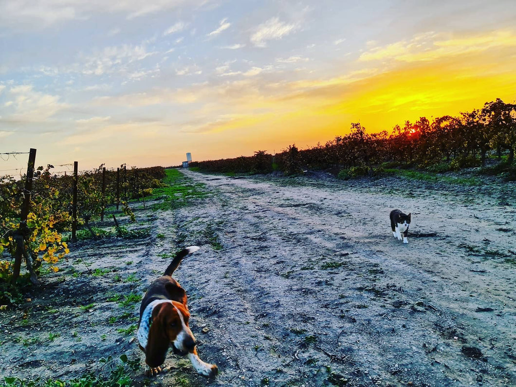 Wijngaard en hond van Bodega de Forlong in Jerez