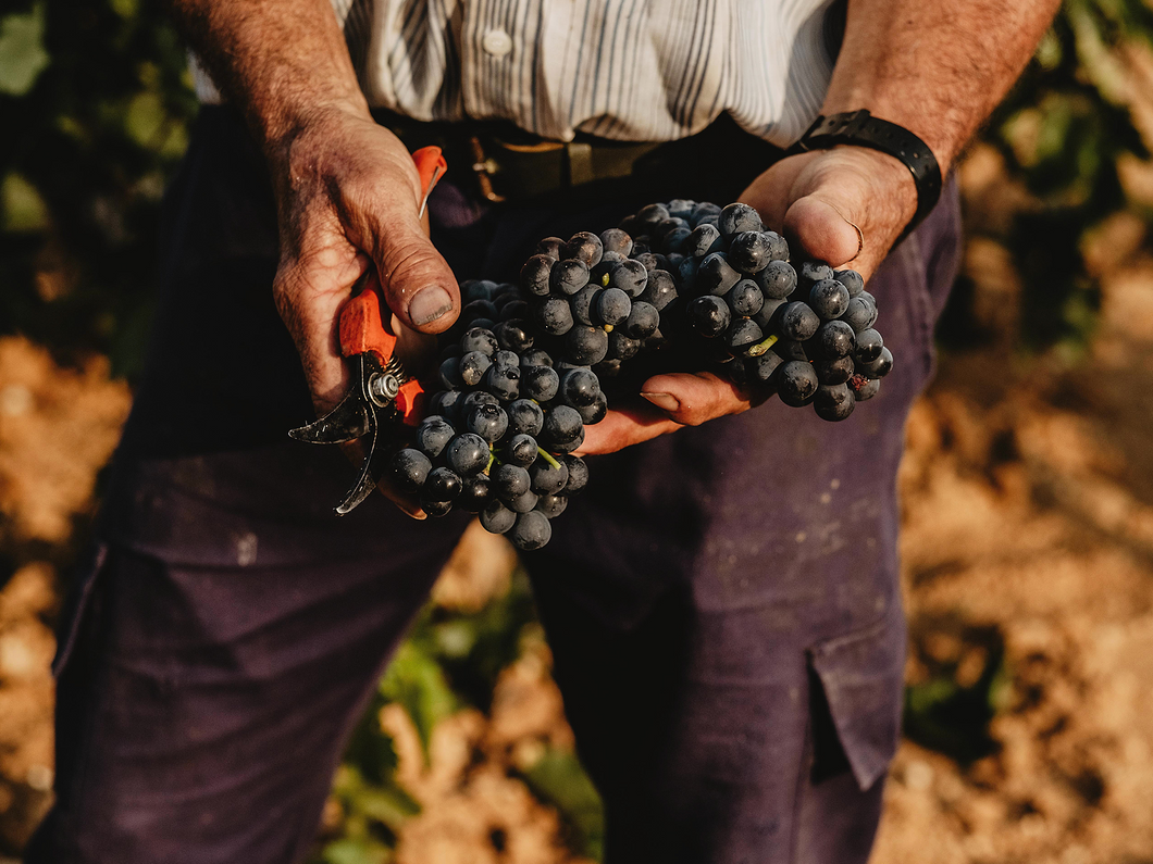 Druiven oogsten bij Bodegas Leda 