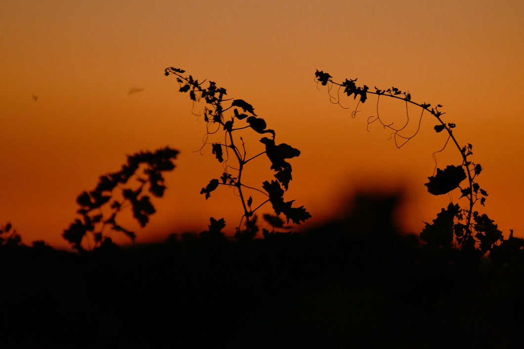 druivenranken en ondergaande zon bij Bodegas Rafa Asenjo Arranz in Ribera del Duero