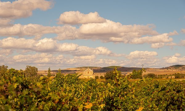 Wijngaard van Bodegas Viñas del Cenit